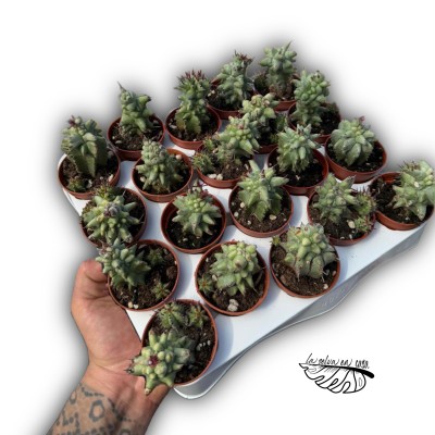 Euphorbia horrida monstruosa 2