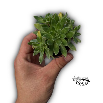 Aeonium simsii