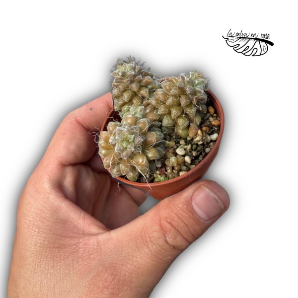 Anacampseros filamentosa