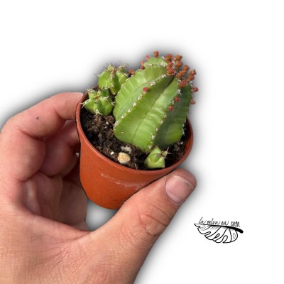 Euphorbia frankii