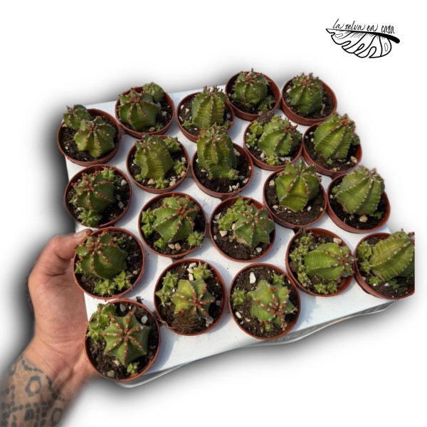 Euphorbia frankii