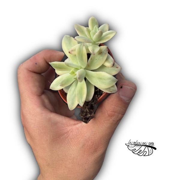 Echeveria ‘Minibelle’