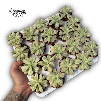 Echeveria ‘Minibelle’ 2