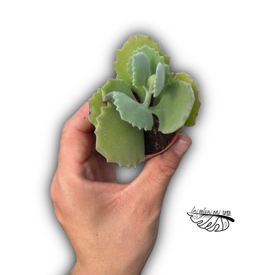 Kalanchoe millotii