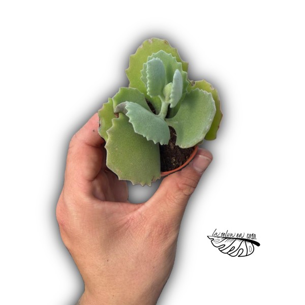 Kalanchoe millotii