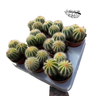 Parodia magnifica 2
