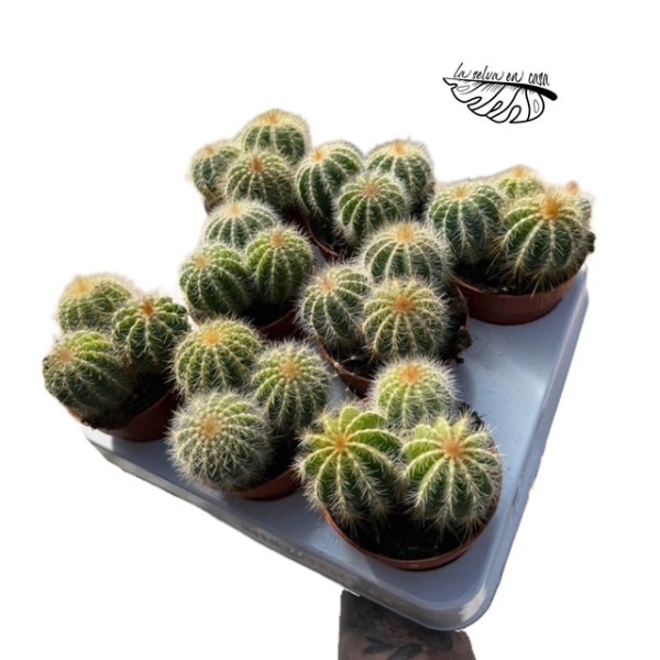 Parodia magnifica