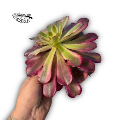 Aeonium ‘Mardi Gras’