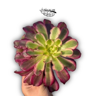 Aeonium ‘Mardi Gras’ 2