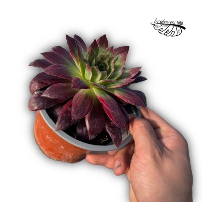 Aeonium ‘Peacock’