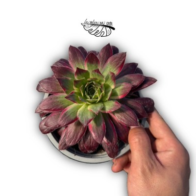 Aeonium ‘Peacock’ 2