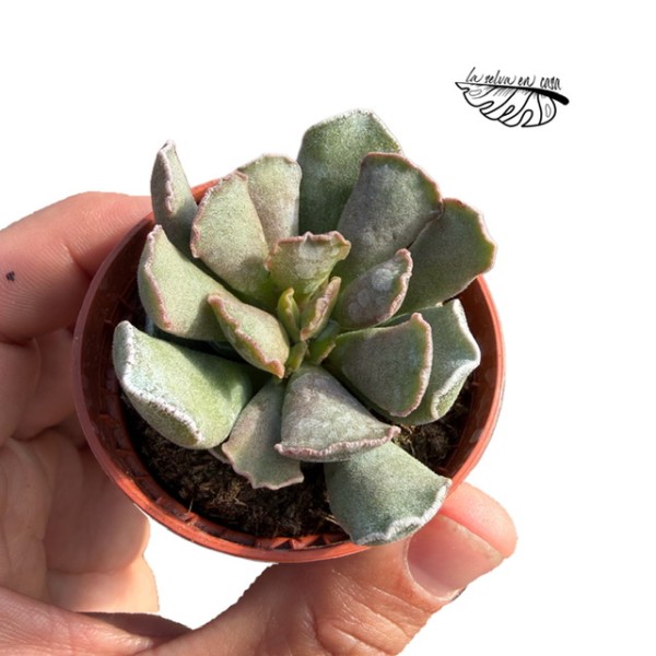 Adromischus cristatus var. clavifolius MINI