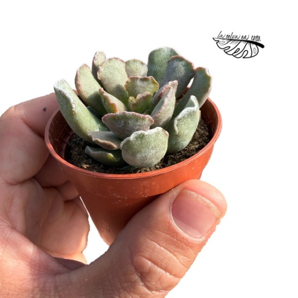 Adromischus cristatus var. clavifolius MINI