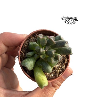 Adromischus cristatus MINI
