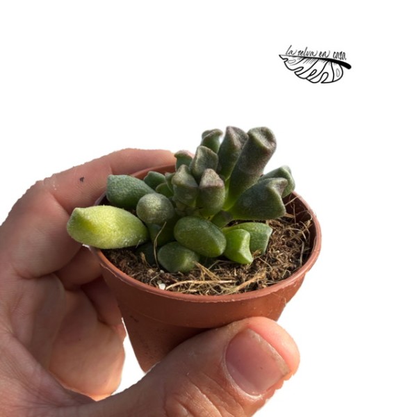 Adromischus cristatus MINI