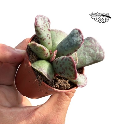 Adromischus cooperi