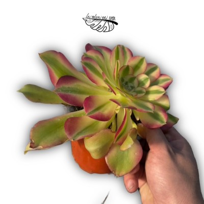 Aeonium ‘Pink Witch’ 2