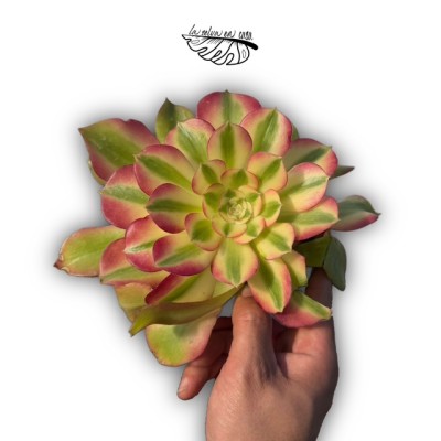 Aeonium ‘Pink Witch’