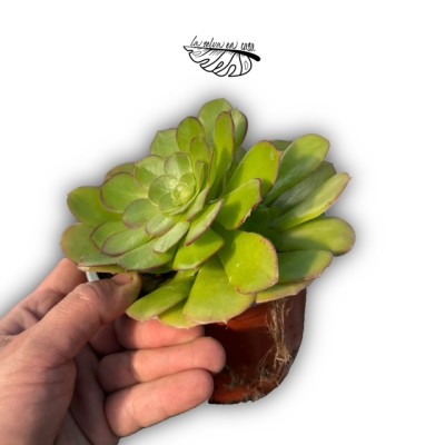 Aeonium arboreum (Híbrido) 2