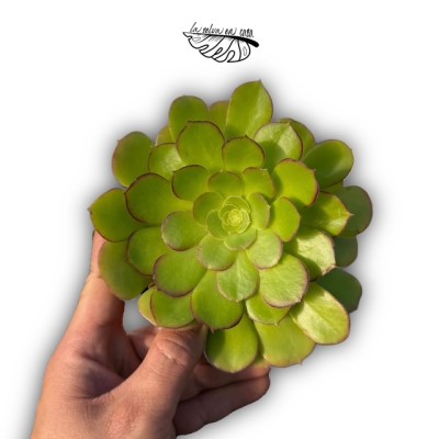 Aeonium arboreum (Híbrido)