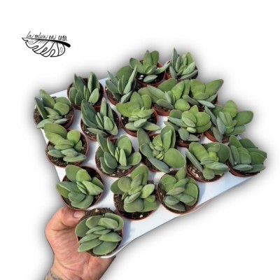 Crassula cotyledonis var. dubia 2