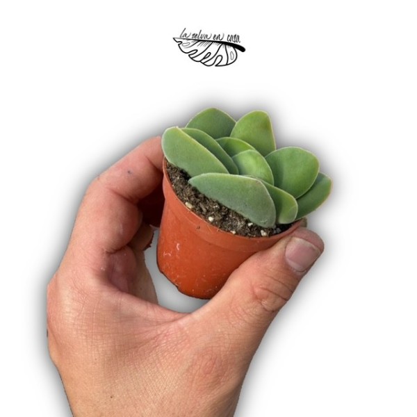 Crassula cotyledonis var. dubia