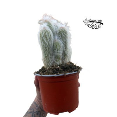 Espostoa lanata
