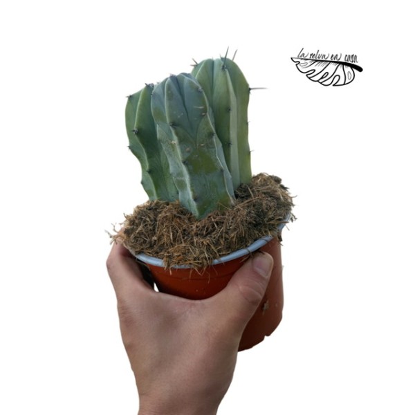 Myrtillocactus geometrizans GROSS