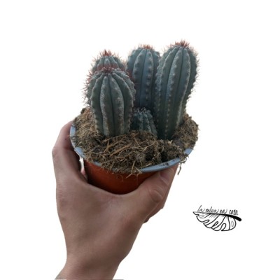 Pilosocereus bradei