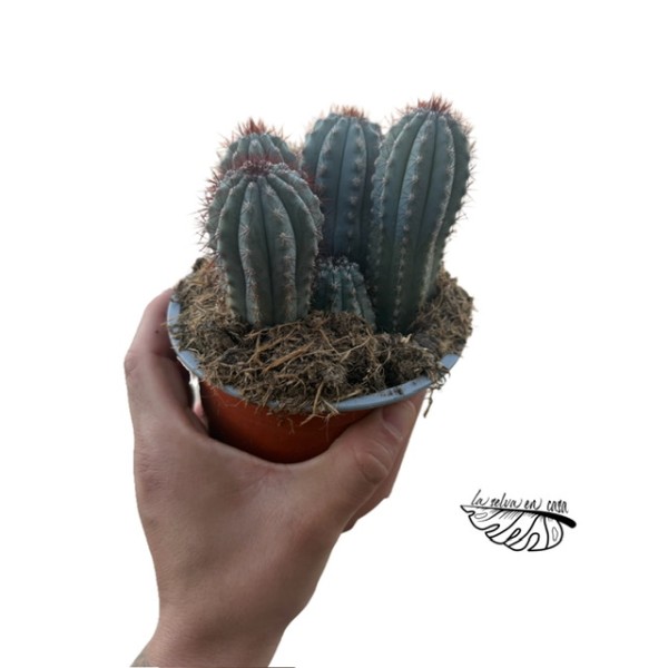 Pilosocereus bradei