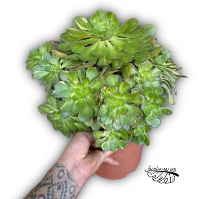 Aeonium ‘Florence’ 2
