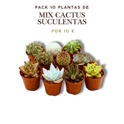 Pack 10 Plantas Suculentas y Cactus Mixtas – Maceta 5,5 cm