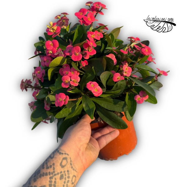 Espina de Cristo (Euphorbia milii)