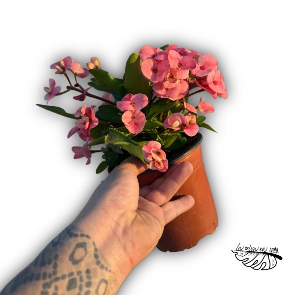 Espina de Cristo (Euphorbia queen)
