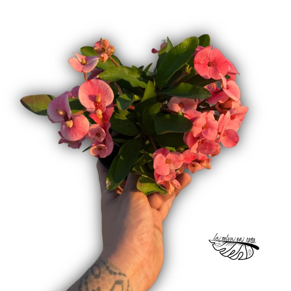 Espina de Cristo (Euphorbia queen)