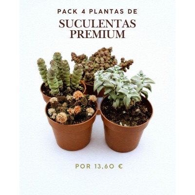 Pack 5 Cactus y Suculentas Mix Premium – Maceta 8,5 cm