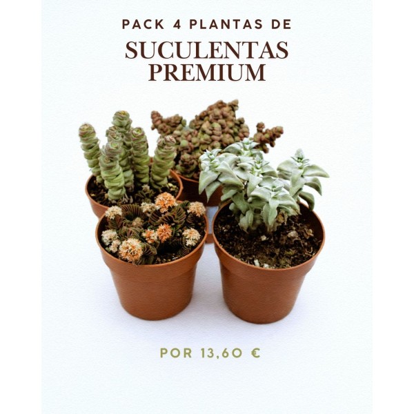 Pack 5 Cactus y Suculentas Mix Premium – Maceta 8,5 cm