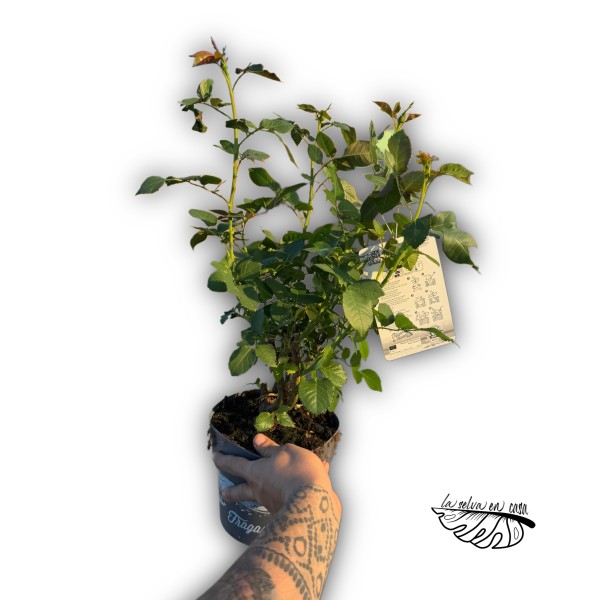 Rosal de Pie Bajo Mix Large | Rosal para Jardín