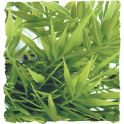 Cannabis – Natural Bush Plant, Zoomed. 2