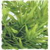Cannabis – Natural Bush Plant, Zoomed.