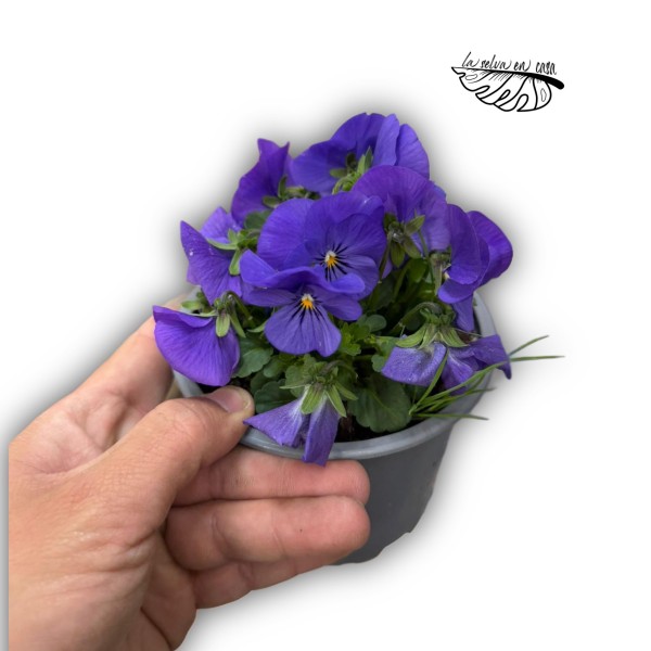 Viola cornuta (Violeta cornuda)