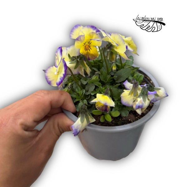 Viola cornuta (Violeta cornuda)