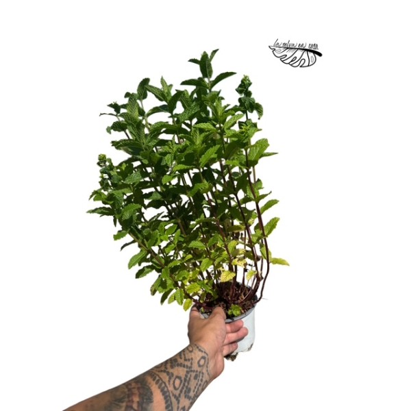 Hierbabuena (Mentha spicata)