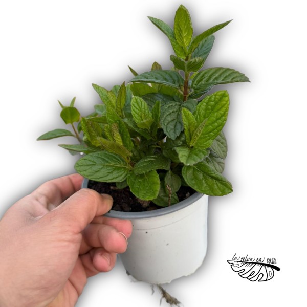 Hierbabuena (Mentha spicata)