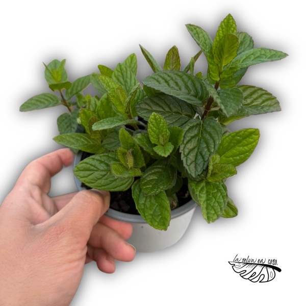 Hierbabuena (Mentha spicata)