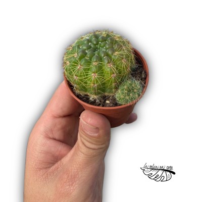 Sulcorebutia oenantha
