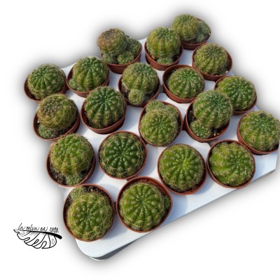Sulcorebutia oenantha 2