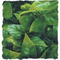 Congo Ivy – Natural Bush Plant, Zoomed. 2