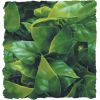 Congo Ivy – Natural Bush Plant, Zoomed.