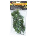 Congo Ivy – Natural Bush Plant, Zoomed.